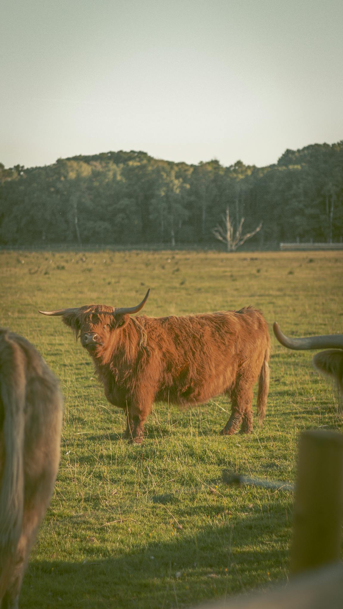 A Highland cow stands in a lush green pasture, showcasing its iconic long horns and shaggy coat.