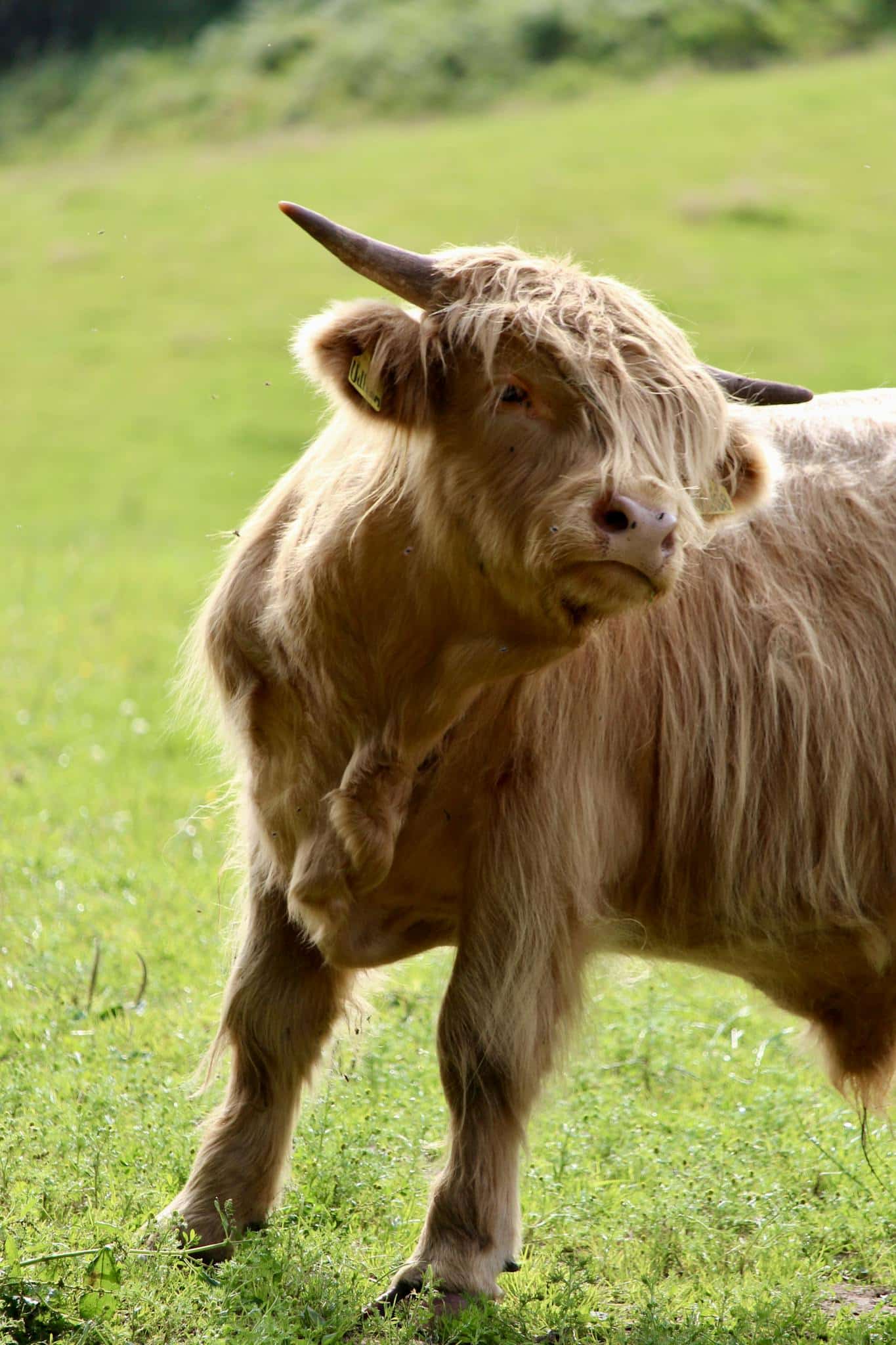A Highland cow with long fur and horns stands in a verdant pasture, capturing the serene rural landscape.