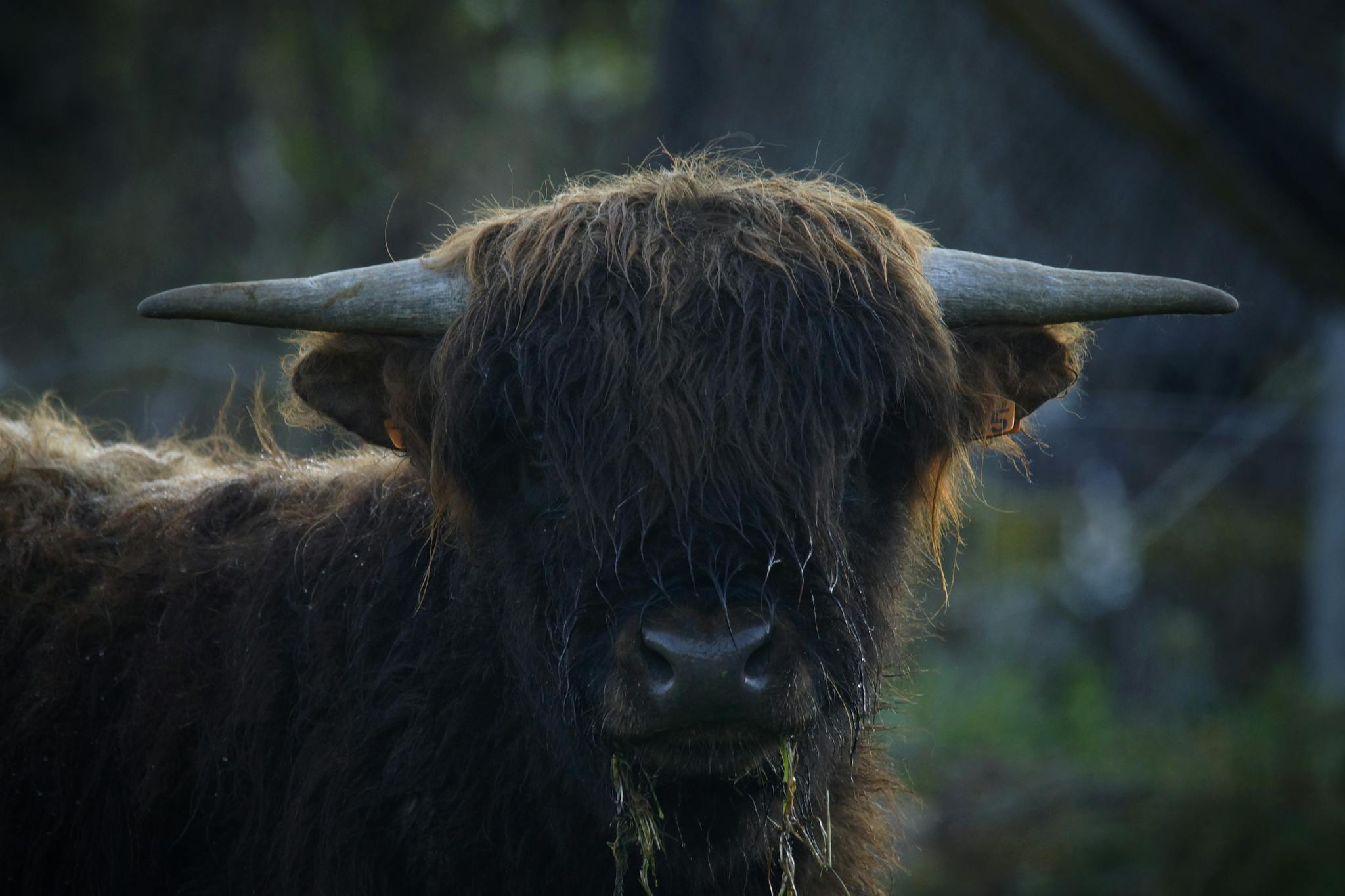 Close-up of a Highland cow in the serene Auvergne countryside.